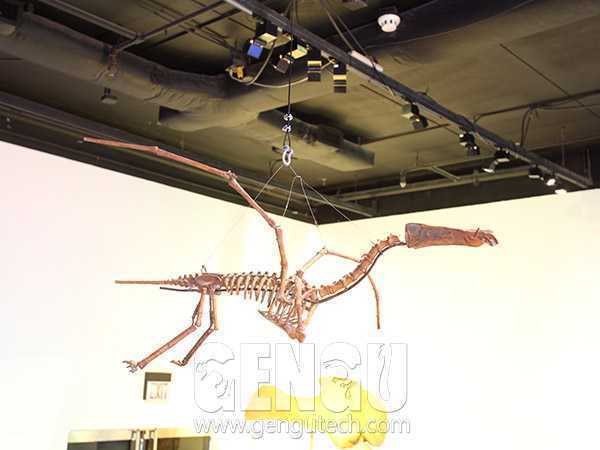 翼龙化石(FP-243)